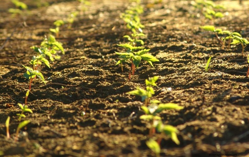 Ginseng Farming: A Beginner s Guide to Profitable Cultivation