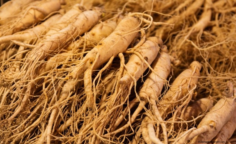 Ginseng Farming: A Beginner s Guide to Profitable Cultivation