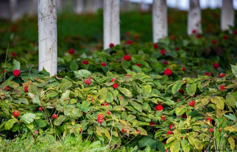 Ginseng Farming: A Beginner s Guide to Profitable Cultivation