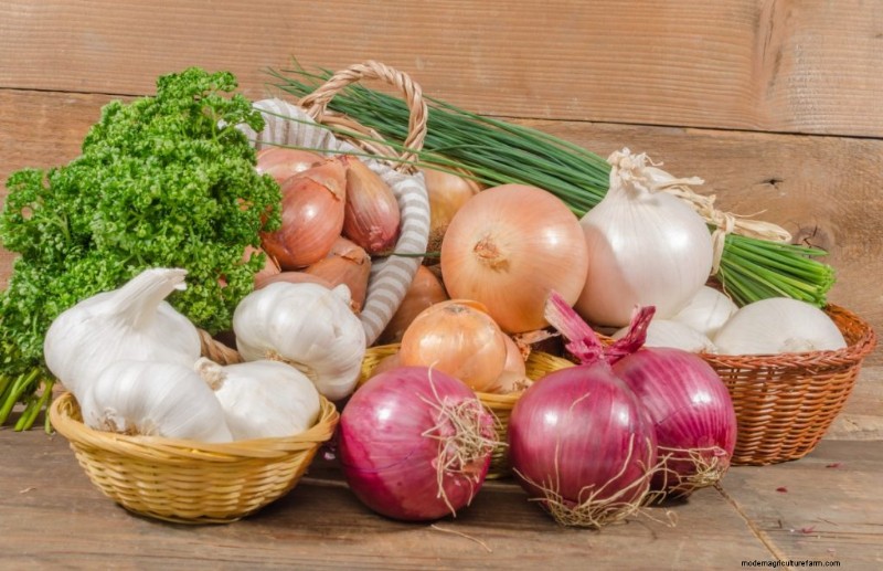 Grow Garlic for Profit: A Comprehensive Beginner s Guide