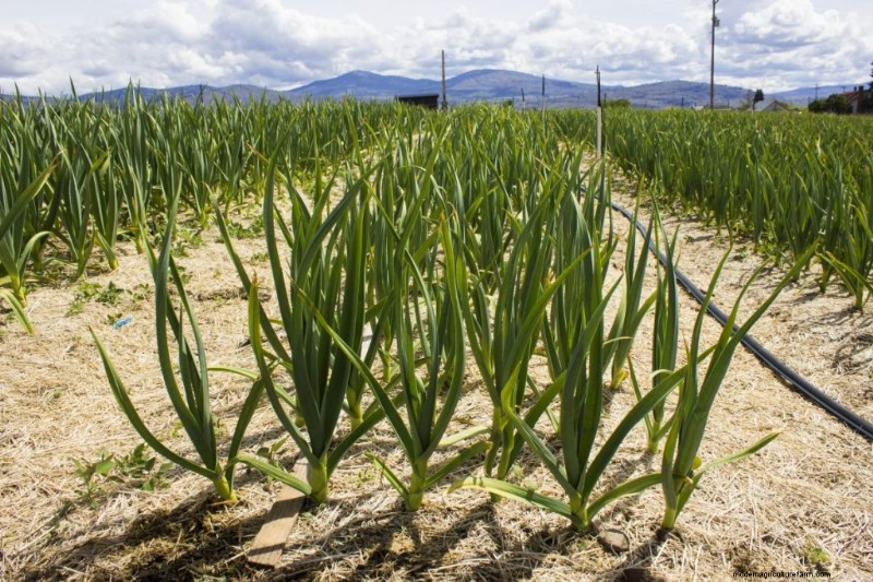 Grow Garlic for Profit: A Comprehensive Beginner s Guide