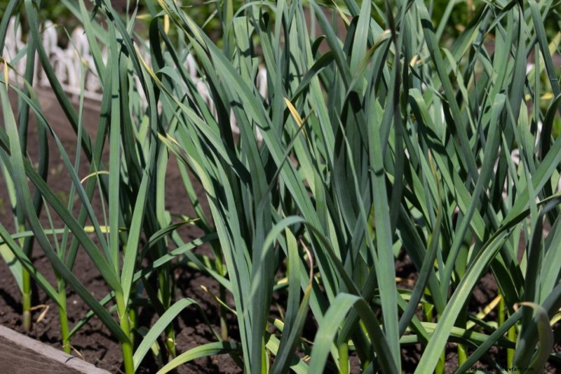 Grow Garlic for Profit: A Comprehensive Beginner s Guide