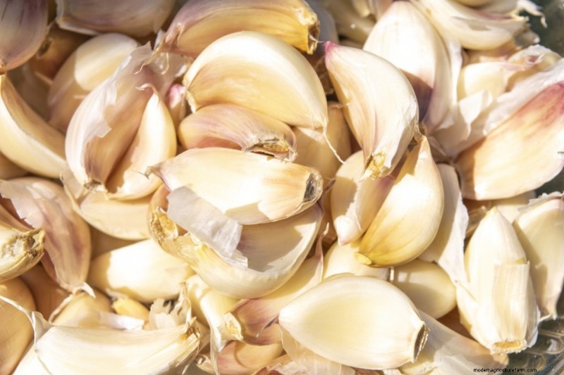 Grow Garlic for Profit: A Comprehensive Beginner s Guide