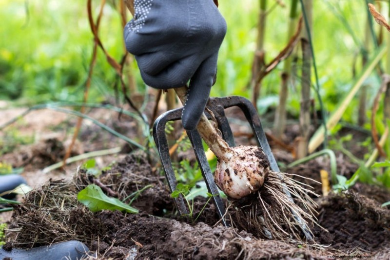 Grow Garlic for Profit: A Comprehensive Beginner s Guide