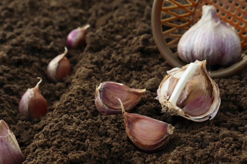 Grow Garlic for Profit: A Comprehensive Beginner s Guide