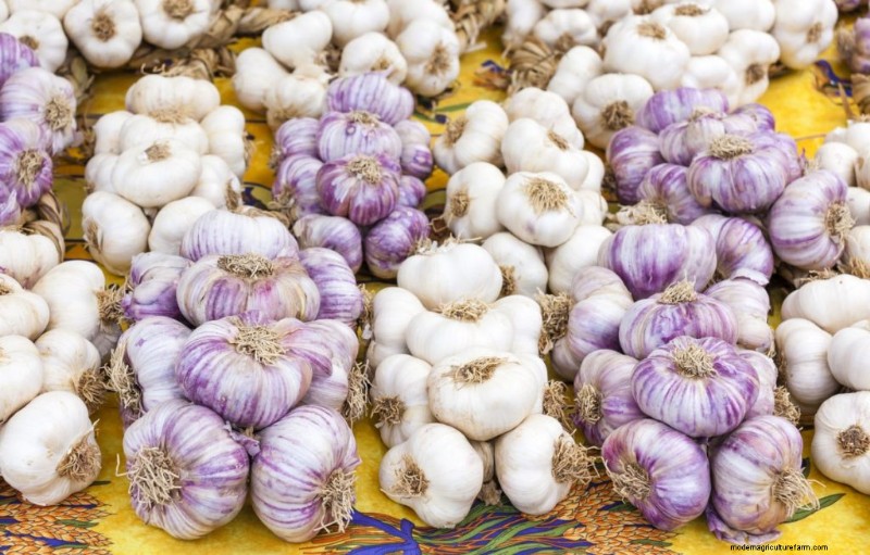 Grow Garlic for Profit: A Comprehensive Beginner s Guide