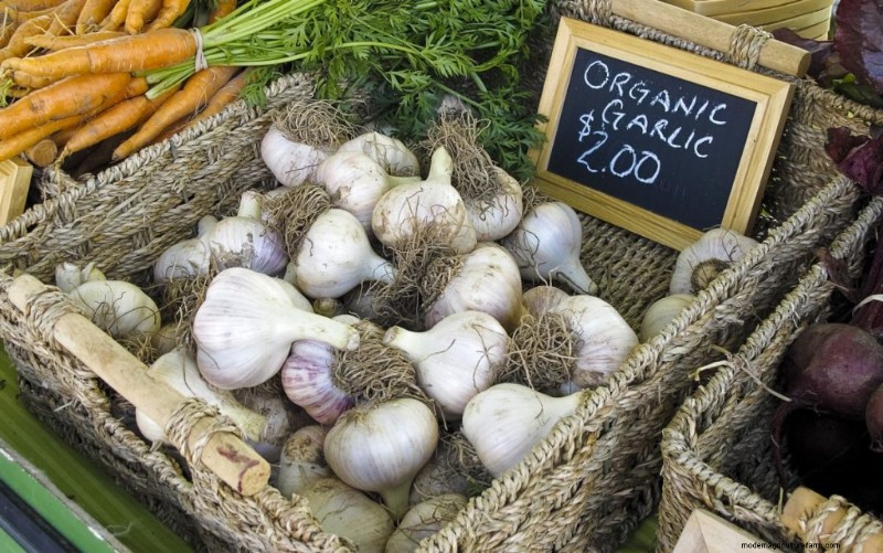 Grow Garlic for Profit: A Comprehensive Beginner s Guide