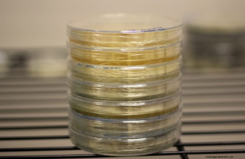 Agar Plates for Mushroom Mycelium: A Complete Guide
