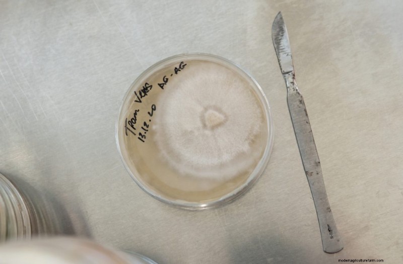 Agar Plates for Mushroom Mycelium: A Complete Guide