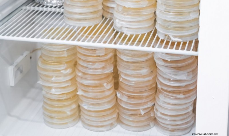 Agar Plates for Mushroom Mycelium: A Complete Guide