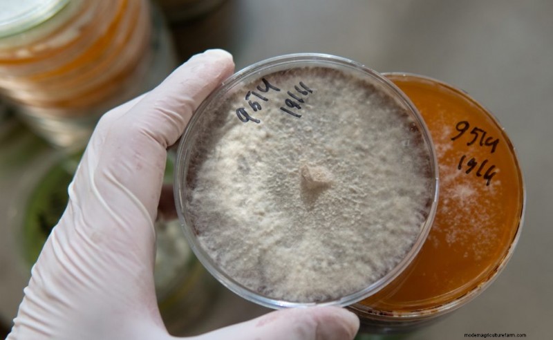 Designing a Mushroom Lab: A Comprehensive Guide for Growers