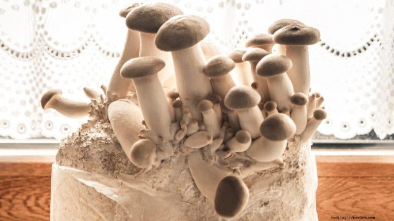 King Oyster Mushroom Growing Guide: A Complete Step-by-Step