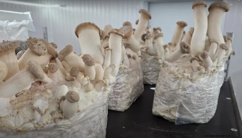 King Oyster Mushroom Growing Guide: A Complete Step-by-Step