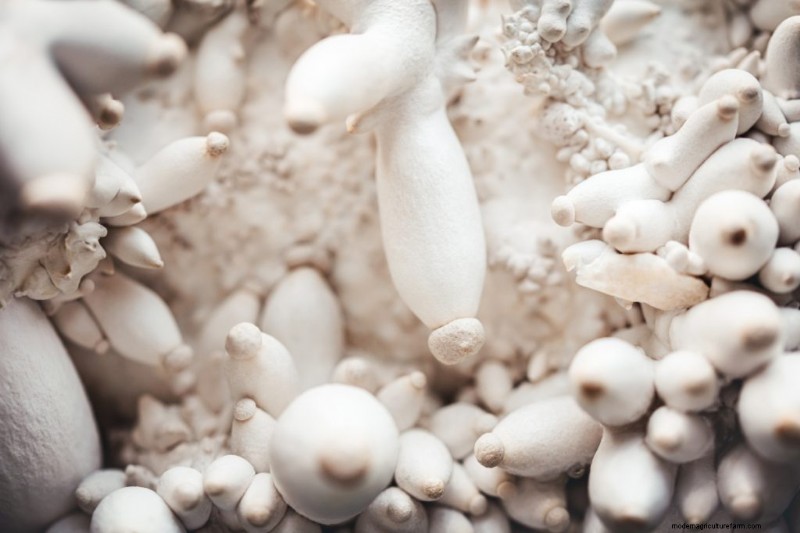 King Oyster Mushroom Growing Guide: A Complete Step-by-Step
