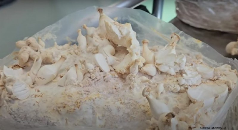 King Oyster Mushroom Growing Guide: A Complete Step-by-Step