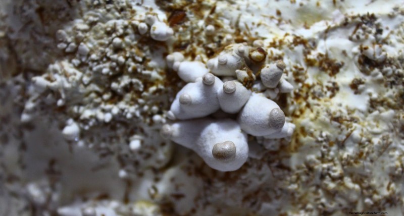 King Oyster Mushroom Growing Guide: A Complete Step-by-Step