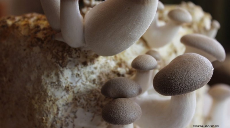 King Oyster Mushroom Growing Guide: A Complete Step-by-Step