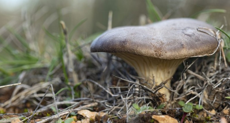King Oyster Mushroom Growing Guide: A Complete Step-by-Step