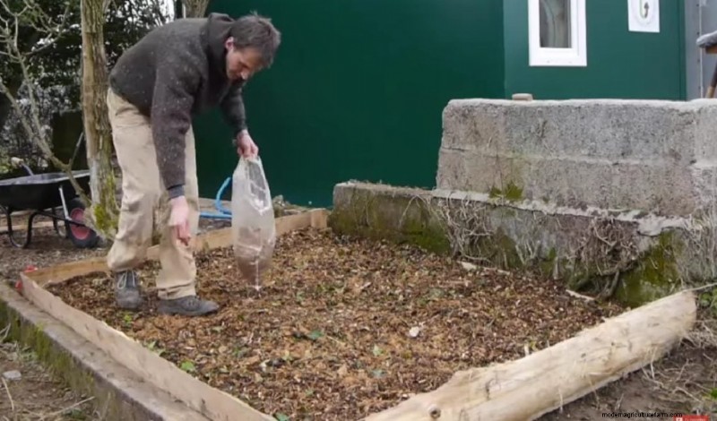 King Oyster Mushroom Growing Guide: A Complete Step-by-Step