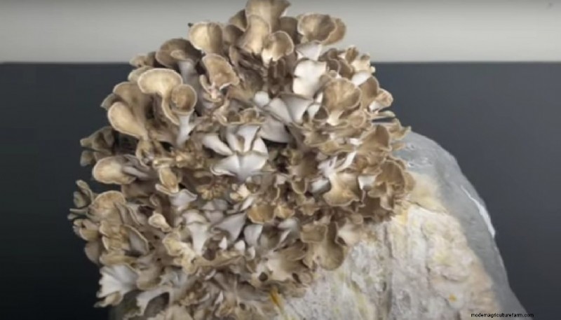 Maitake Mushroom Growing: A Comprehensive Guide for Home Cultivation