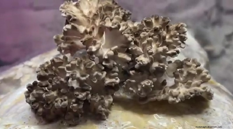 Maitake Mushroom Growing: A Comprehensive Guide for Home Cultivation