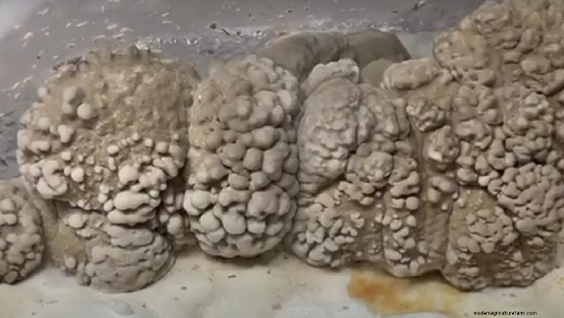 Maitake Mushroom Growing: A Comprehensive Guide for Home Cultivation