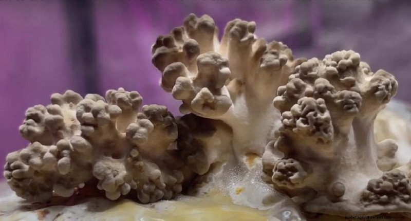 Maitake Mushroom Growing: A Comprehensive Guide for Home Cultivation