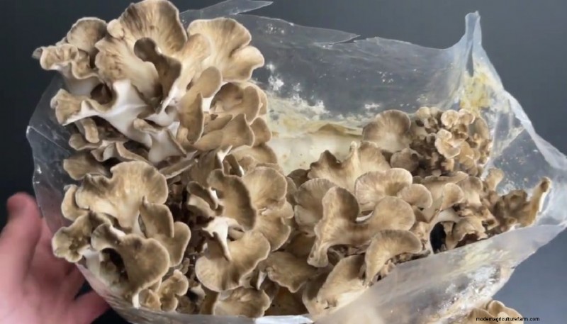 Maitake Mushroom Growing: A Comprehensive Guide for Home Cultivation