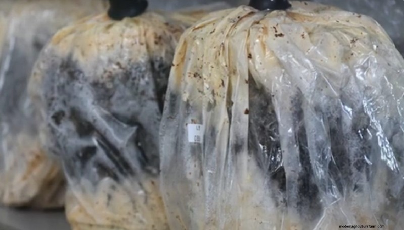 Maitake Mushroom Growing: A Comprehensive Guide for Home Cultivation