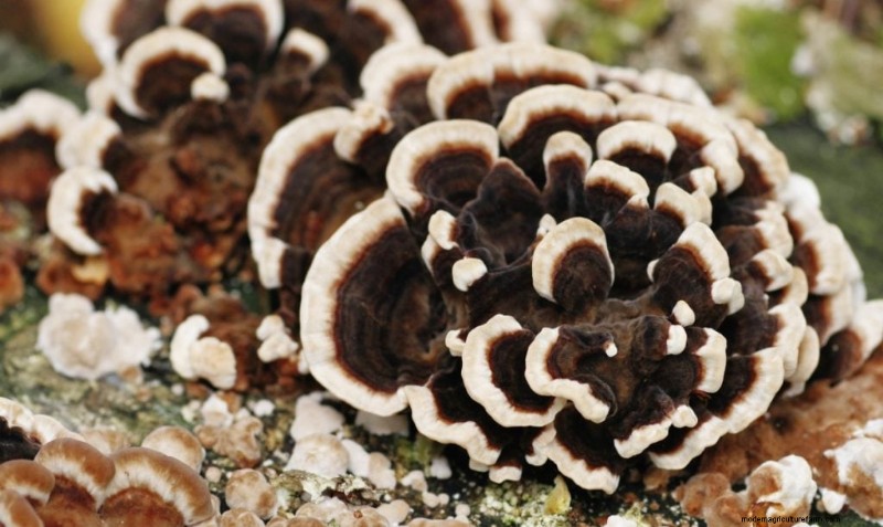 Grow Turkey Tail Mushrooms at Home: A Comprehensive Guide