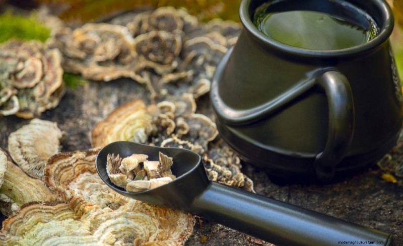 Grow Turkey Tail Mushrooms at Home: A Comprehensive Guide