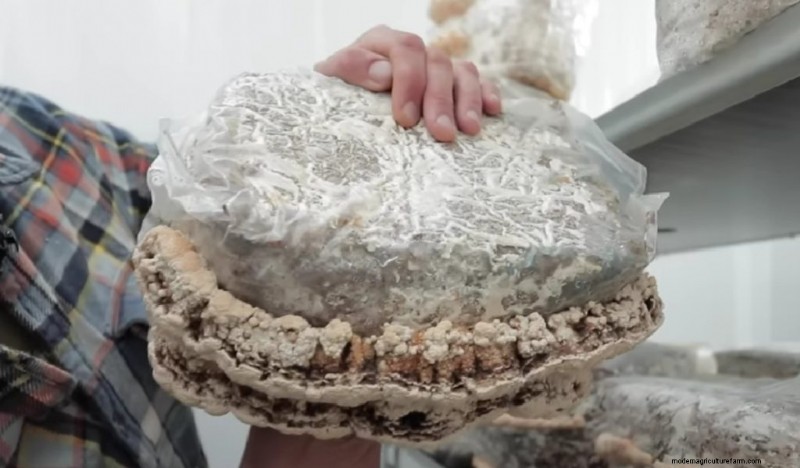 Grow Turkey Tail Mushrooms at Home: A Comprehensive Guide