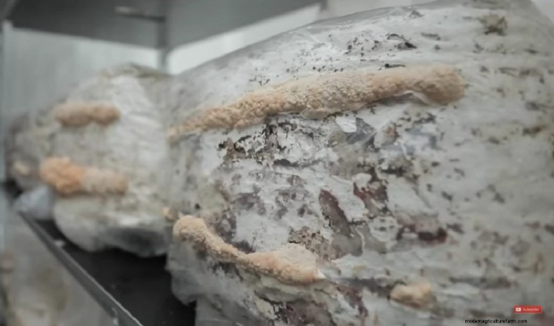 Grow Turkey Tail Mushrooms at Home: A Comprehensive Guide