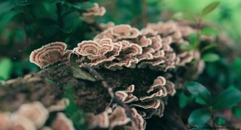 Grow Turkey Tail Mushrooms at Home: A Comprehensive Guide