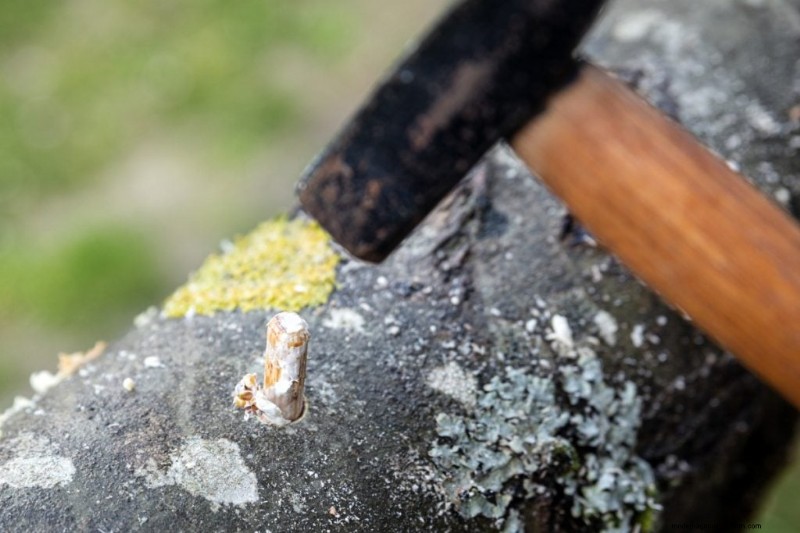 Grow Turkey Tail Mushrooms at Home: A Comprehensive Guide