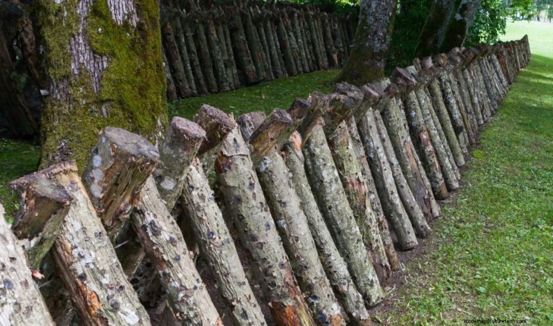 Grow Turkey Tail Mushrooms at Home: A Comprehensive Guide