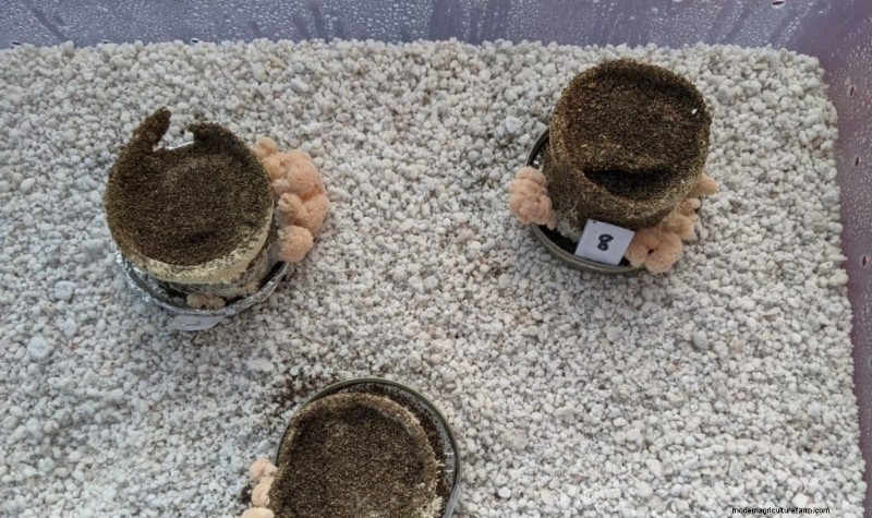 Humidifiers for Mushroom Cultivation: A Comprehensive Guide