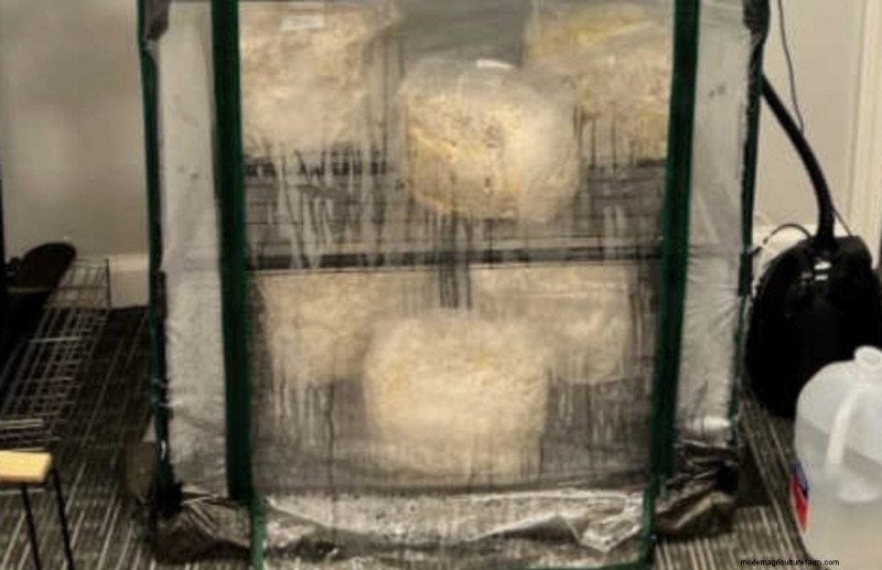 Humidifiers for Mushroom Cultivation: A Comprehensive Guide