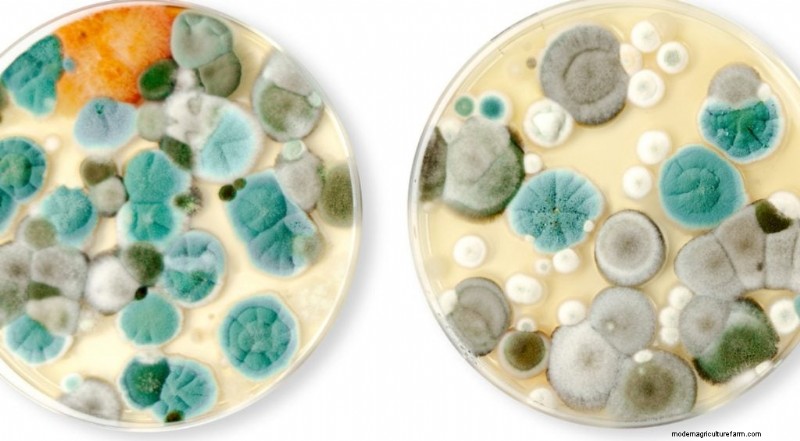 Preventing Mushroom Contamination: A Comprehensive Guide