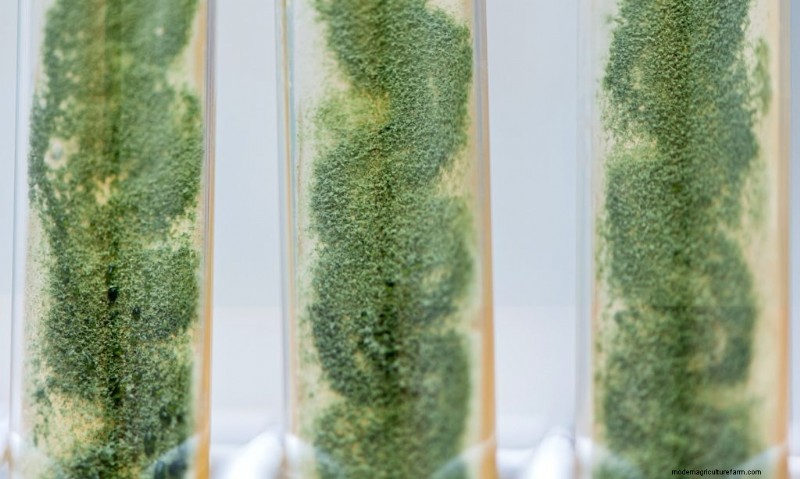 Preventing Mushroom Contamination: A Comprehensive Guide