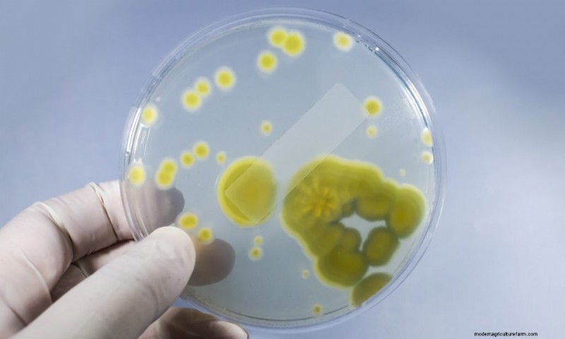 Preventing Mushroom Contamination: A Comprehensive Guide