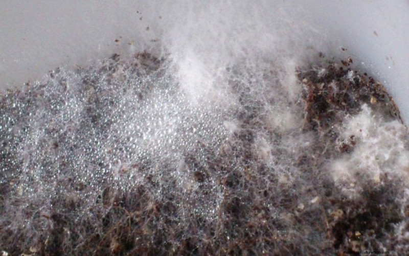 Preventing Mushroom Contamination: A Comprehensive Guide