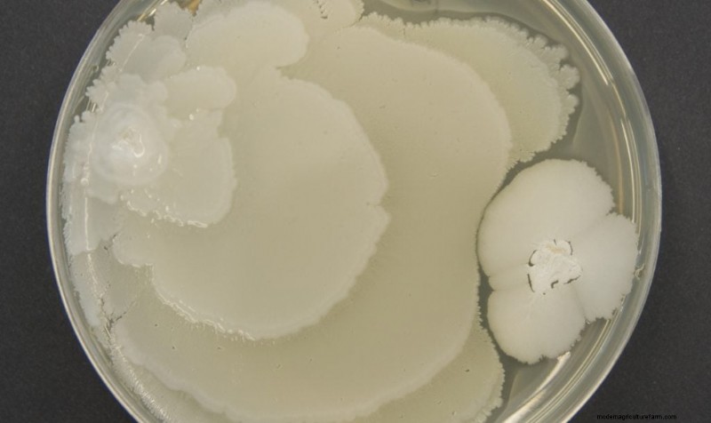 Preventing Mushroom Contamination: A Comprehensive Guide