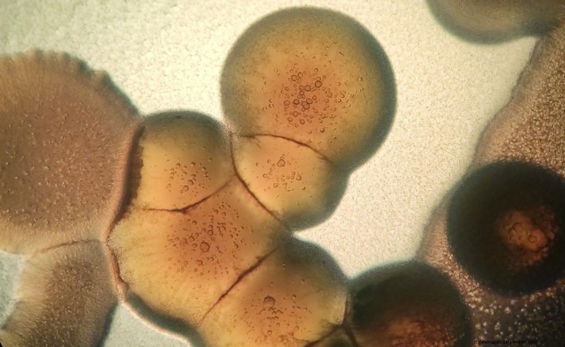 Preventing Mushroom Contamination: A Comprehensive Guide