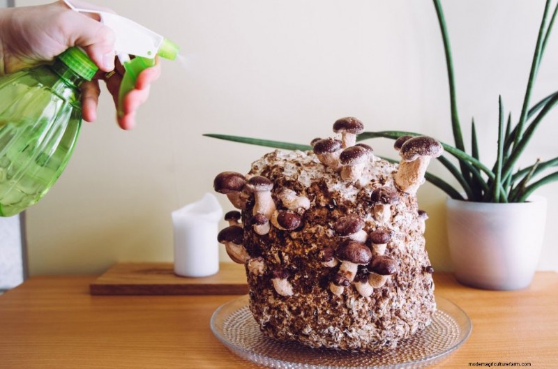 Preventing Mushroom Contamination: A Comprehensive Guide