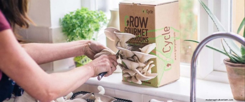 Mushroom Growing: Liquid Culture vs. Spore Syringe - A Beginner s Guide