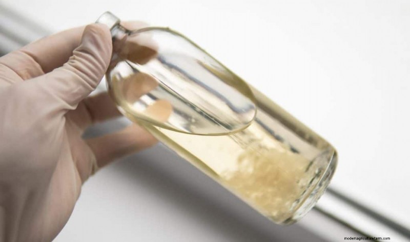 Mushroom Growing: Liquid Culture vs. Spore Syringe - A Beginner s Guide