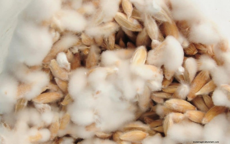Mushroom Growing: Liquid Culture vs. Spore Syringe - A Beginner s Guide