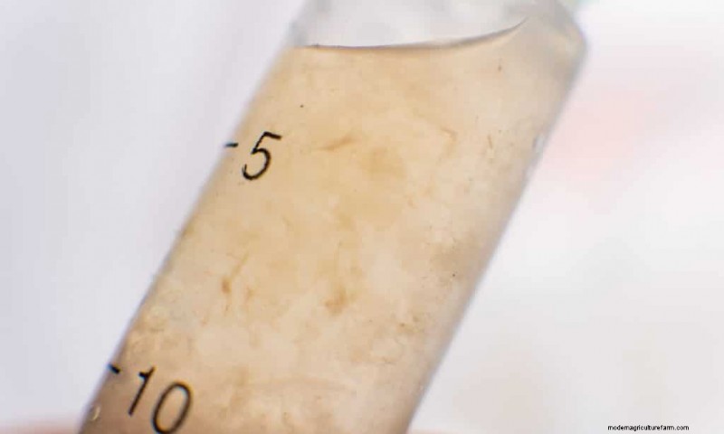 Mushroom Growing: Liquid Culture vs. Spore Syringe - A Beginner s Guide