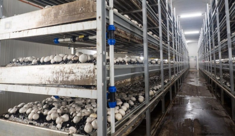 Understanding Mushroom Farms: Layout, Stages & Types